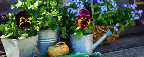 Guide: Forårsklargøring af haven